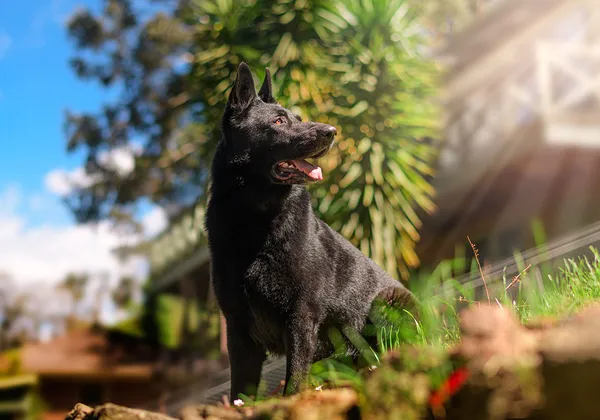 A German Shepherd from German Shepherds of Australia Volume One