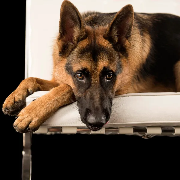 A German Shepherd from German Shepherds of Australia Volume One