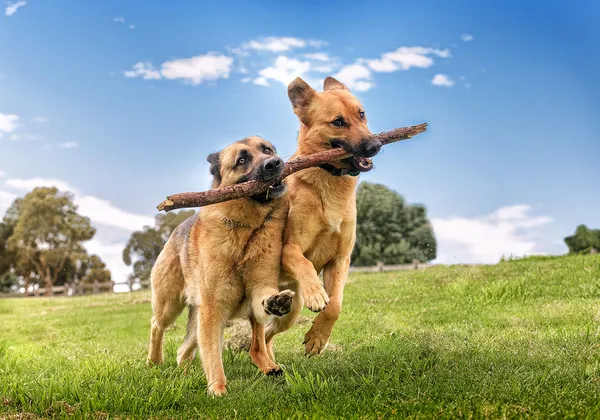 A German Shepherd from German Shepherds of Australia Volume One