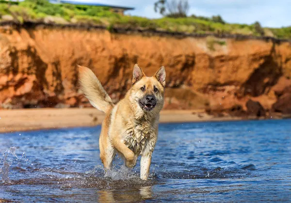 A German Shepherd from German Shepherds of Australia Volume One