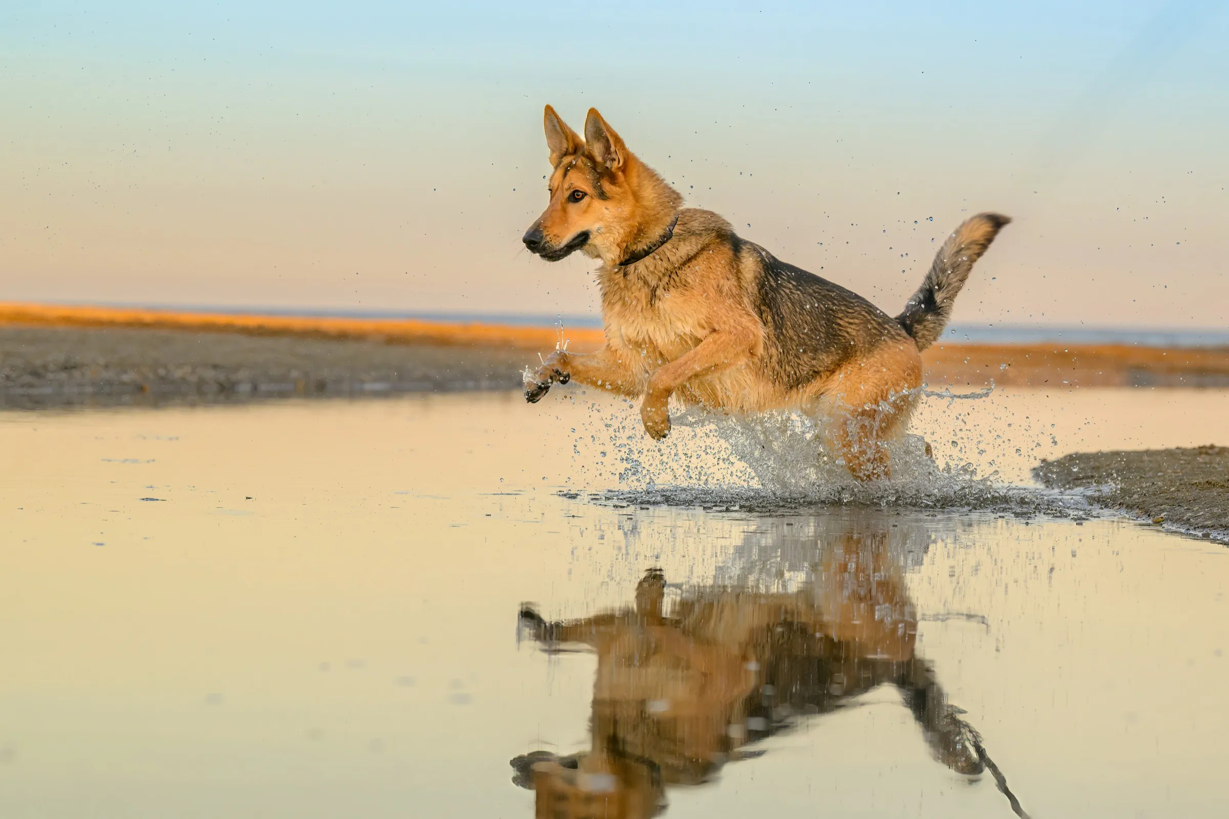 A German Shepherd mid-leap through shallow water at golden hour