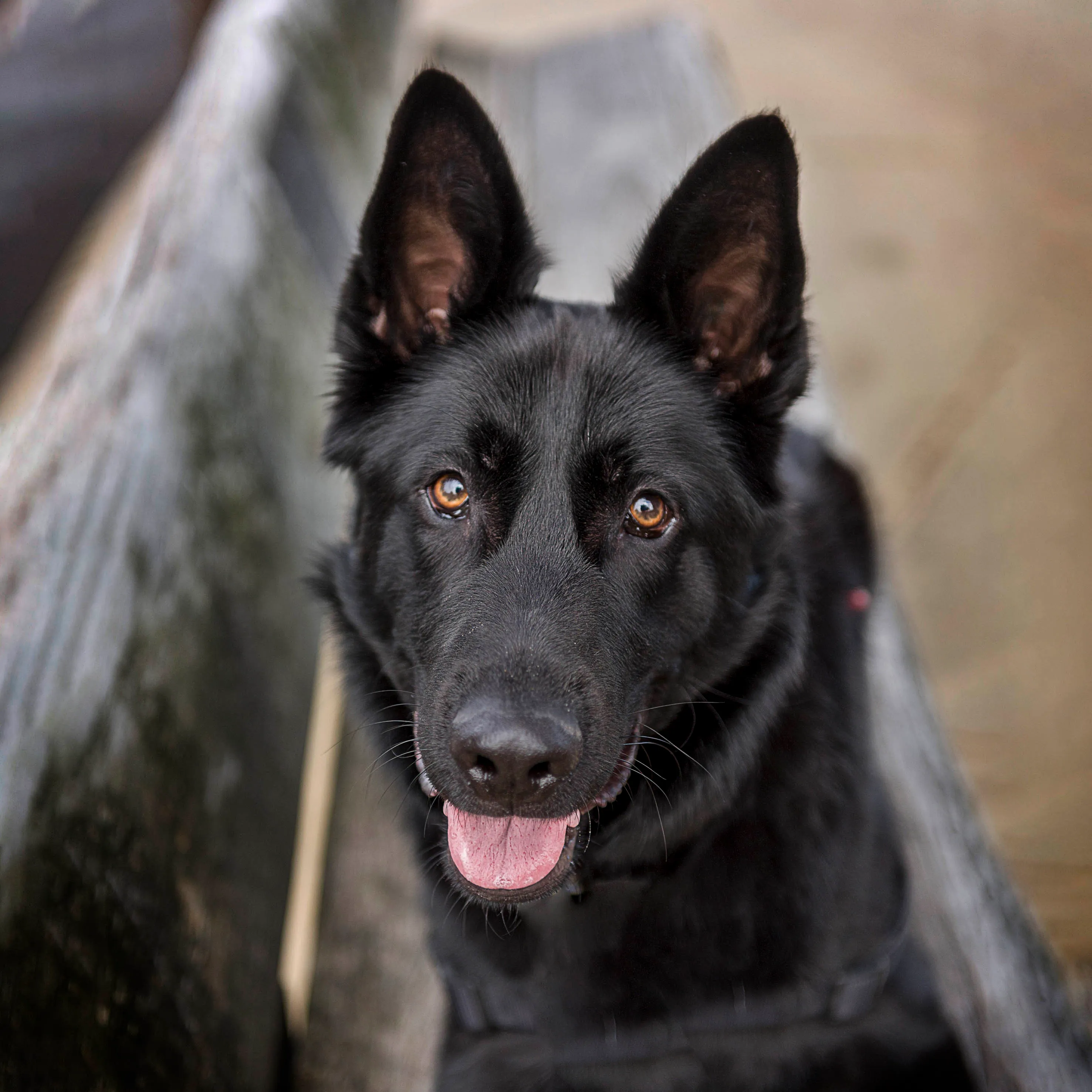 A German Shepherd from Volume One