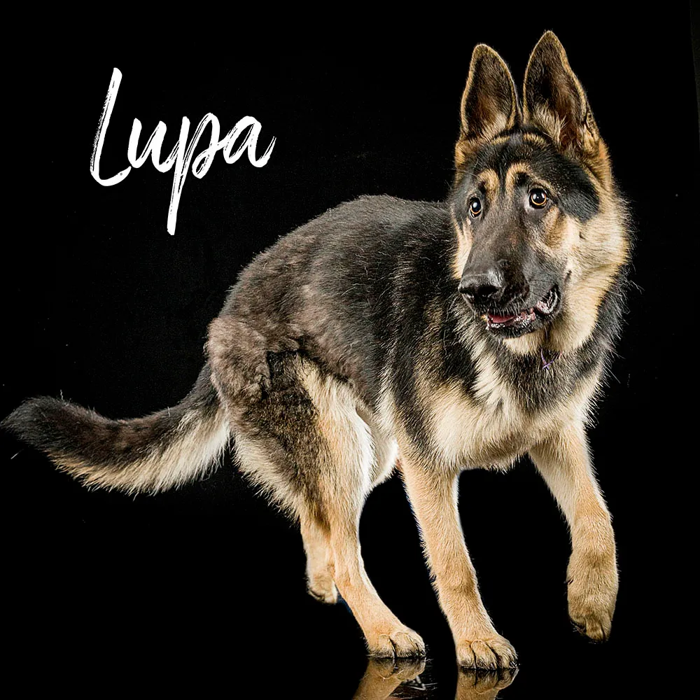 A German Shepherd from Volume One