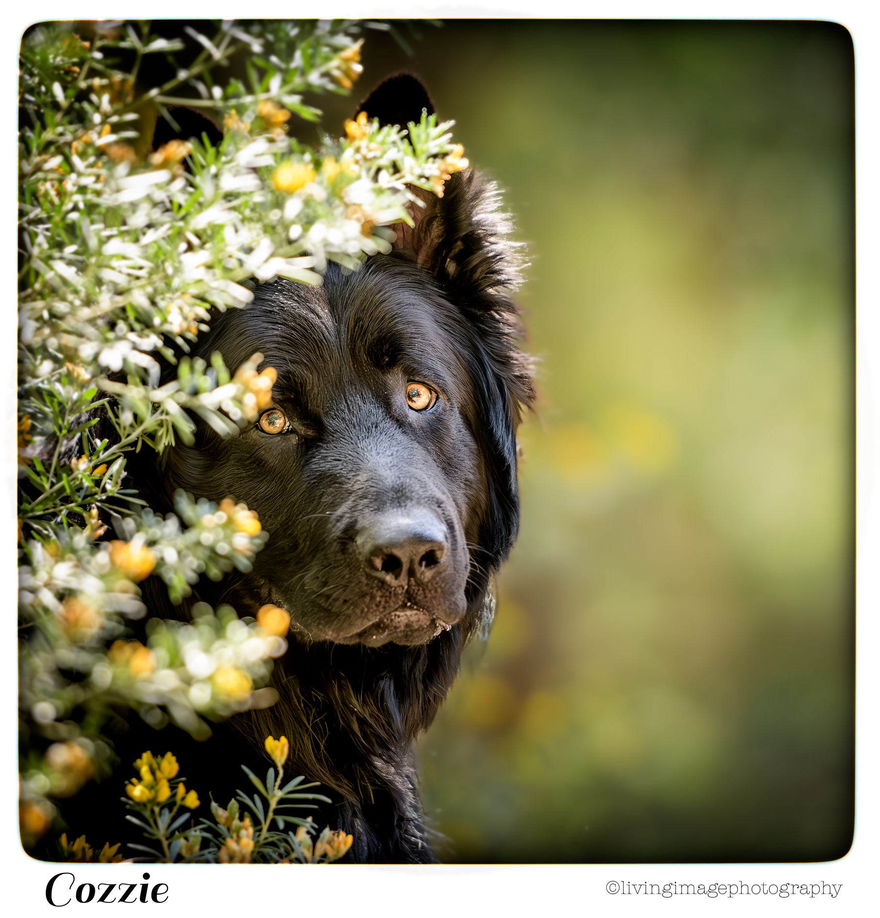 Cozzie German-Shepherds-of-Australia