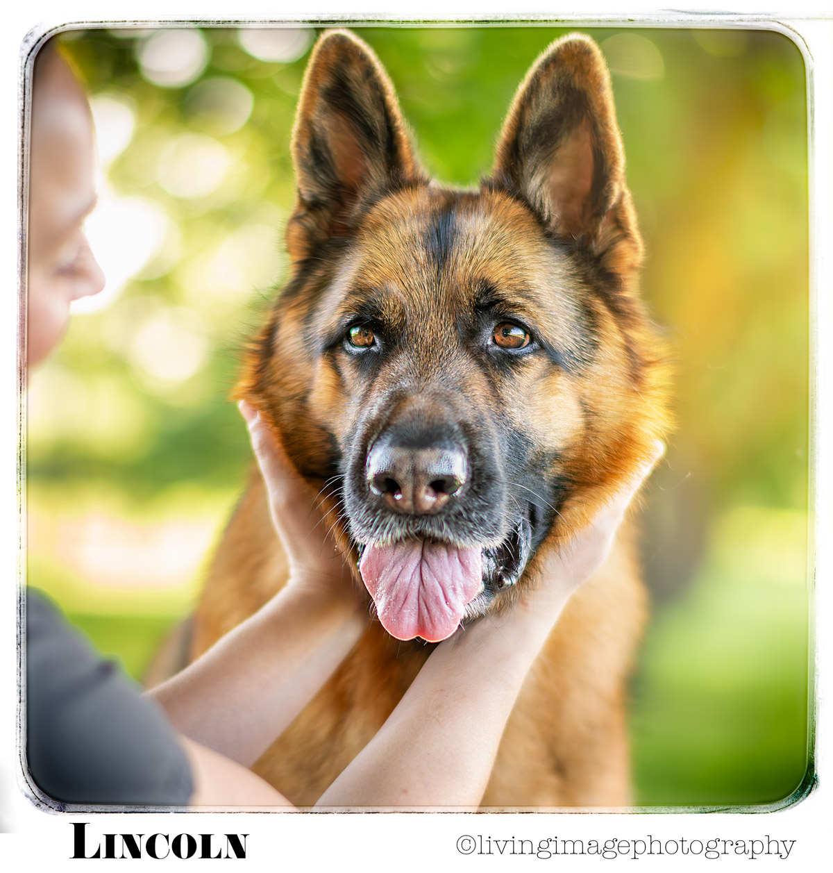 Deen_Lincoln 248-German-Shepherds-of-Australia