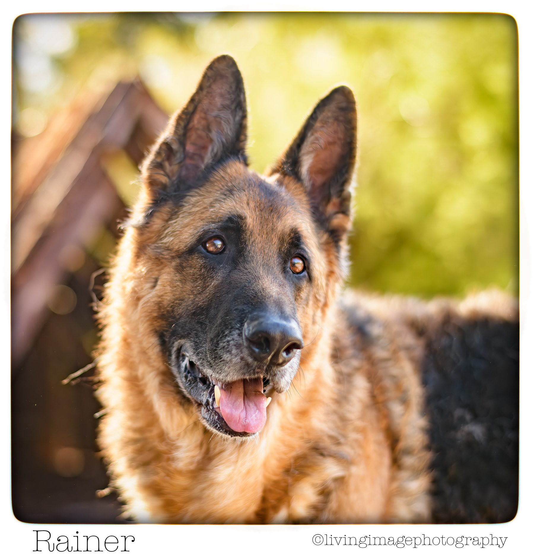 GermanShepherdsofAustralia Rainer-148